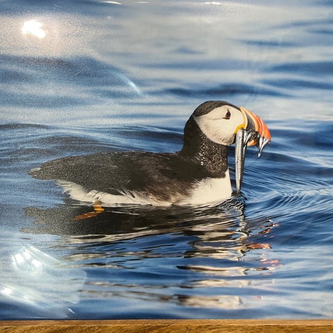 Puffin Print