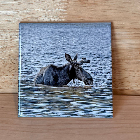 Baxter Stater Park Maine Moose Coaster -  Peter Cordice