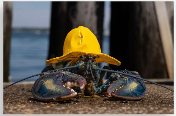 Blue Lobster Postcards -Kevin Ouellette @themainesouvenirshop