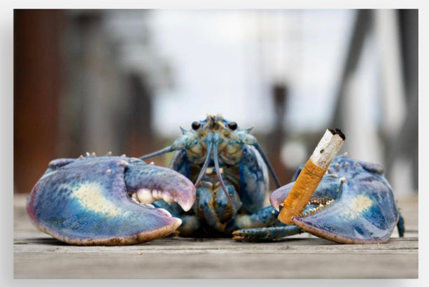 Blue Lobster Postcards -Kevin Ouellette @themainesouvenirshop